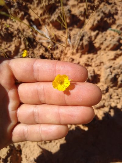 Linum subteres, photographed by Chris Quirin