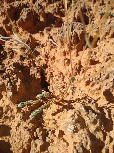Linum subteres, photographed by Chris Quirin
