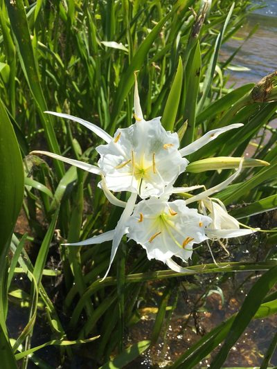 Hymenocallis coronaria, photographed by lejones417