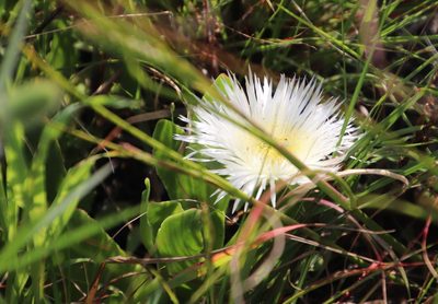 Skiatophytum tripolium, photographed by Tony Rebelo