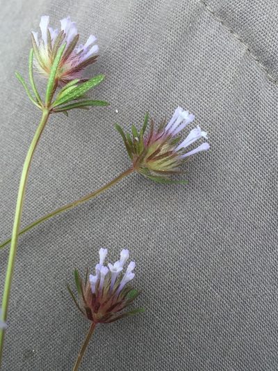 Asperula orientalis, photographed by Andre Hosper