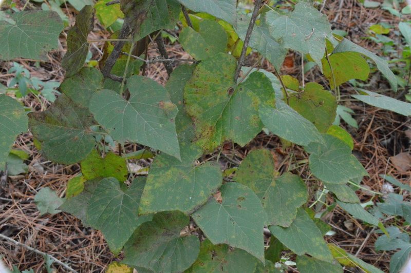Vitis cinerea, photographed by Dan Johnson