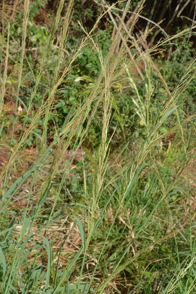 Leptochloa nealleyi, photographed by Dan Johnson