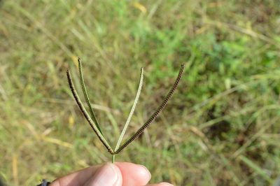 Eustachys petraea, photographed by Dan Johnson