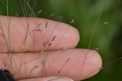 Eragrostis spectabilis, photographed by Dan Johnson