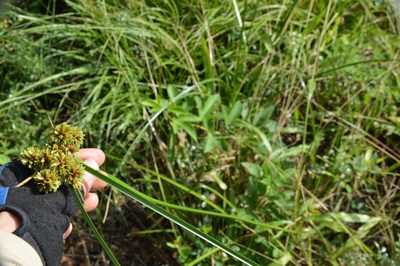 Cyperus entrerianus, photographed by Dan Johnson