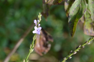 Verbena xutha