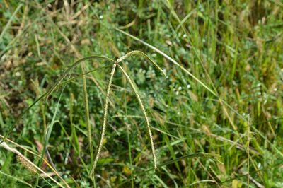 Stapfochloa canterae, photographed by Dan Johnson
