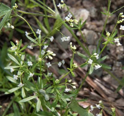 Galium mexicanum, photographed by Don Loarie
