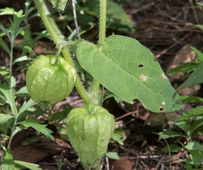 Physalis caudella, photographed by Don Loarie