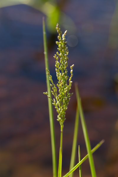 Glyceria obtusa, photographed by bobkennedy