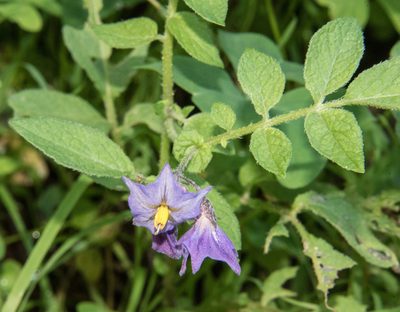 Solanum stoloniferum, photographed by Don Loarie