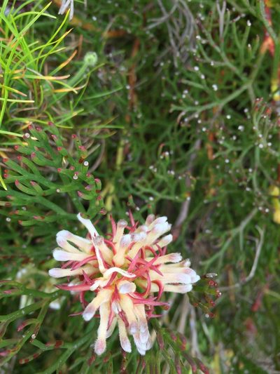 Serruria collina, photographed by jeanetteclarke