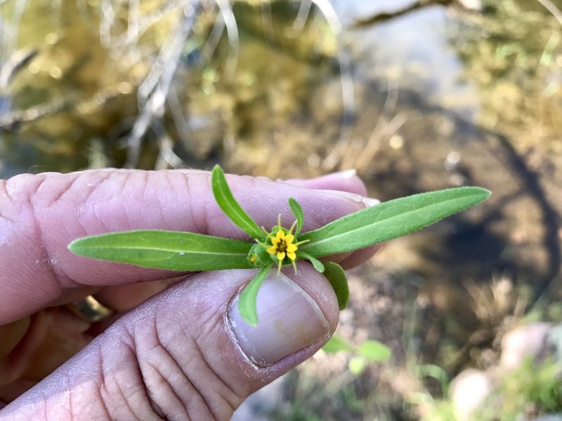 Melampodium longicorne, photographed by CK2AZ