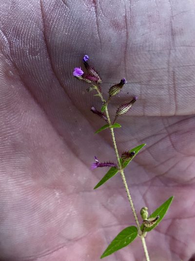 Cuphea wrightii, photographed by CK2AZ
