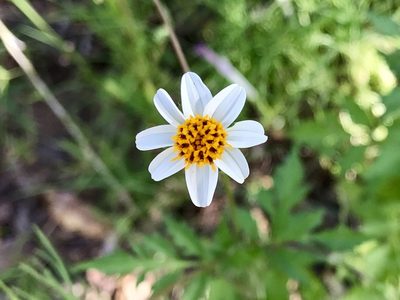 Bidens bigelovii, photographed by CK2AZ