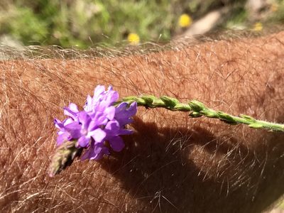 Verbena neomexicana, photographed by CK2AZ