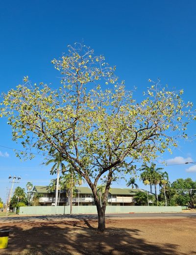 Terminalia platyphylla, photographed by Ben Lewis