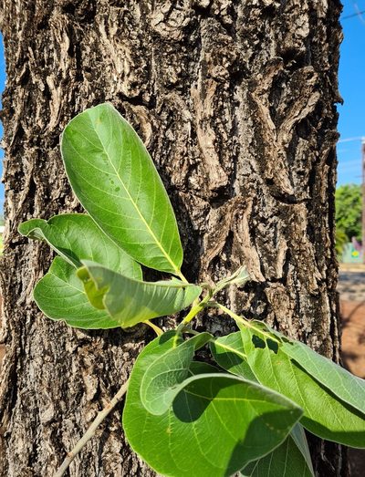 Terminalia platyphylla, photographed by Ben Lewis