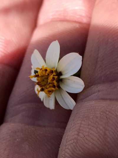 Bidens bigelovii, photographed by CK2AZ