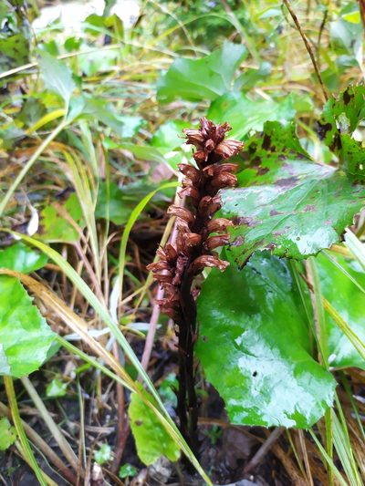 Orobanche flava, photographed by carnifex