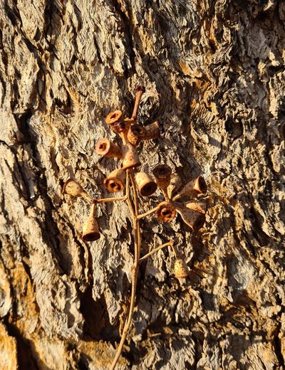 Eucalyptus patellaris, photographed by Ben Lewis
