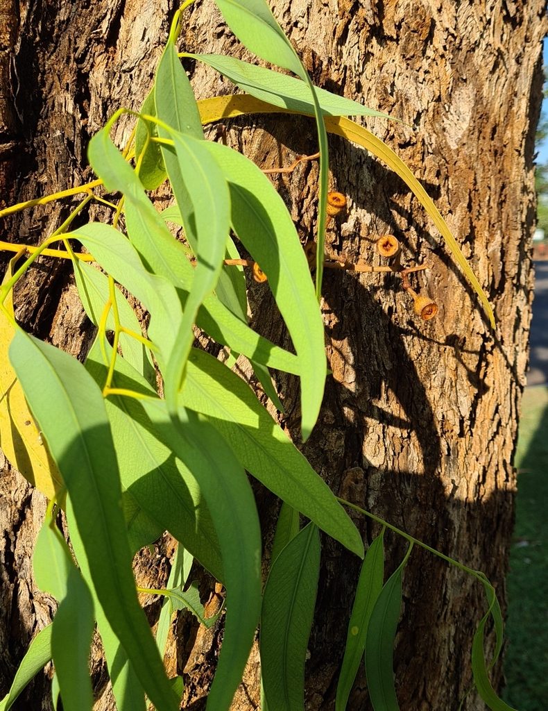 Eucalyptus patellaris, photographed by Ben Lewis
