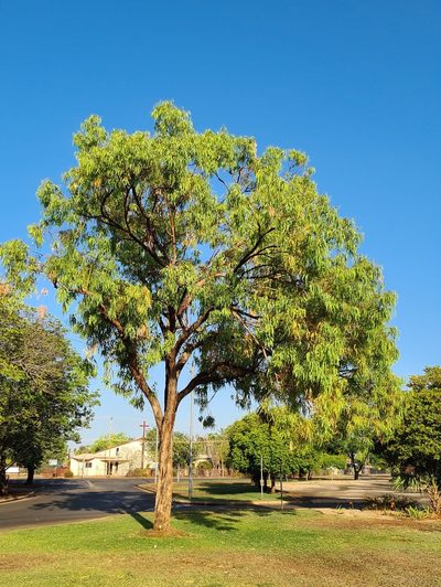 Eucalyptus patellaris, photographed by Ben Lewis