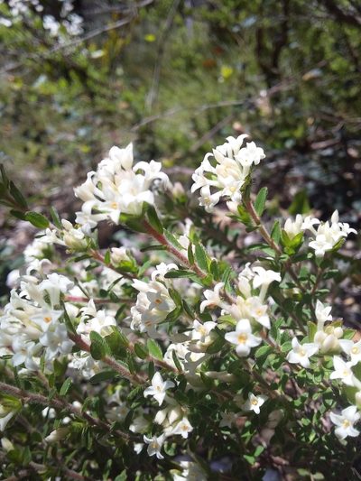 Pimelea phylicoides, photographed by insiderelic
