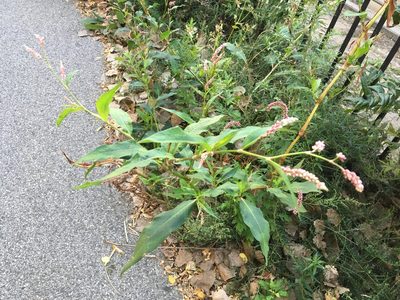 Persicaria extremiorientalis, photographed by Daniel Atha