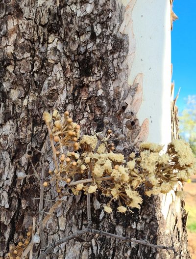 Corymbia confertiflora, photographed by Ben Lewis