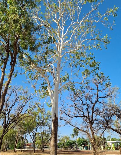 Corymbia confertiflora, photographed by Ben Lewis