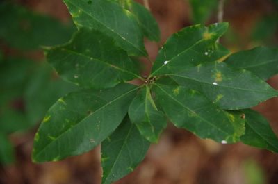 Ditrysinia fruticosa, photographed by Eric Knight