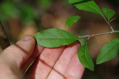 Ilex longipes, photographed by Eric Knight