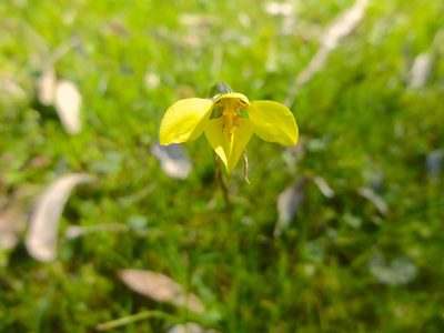 Diuris chryseopsis, photographed by Kiri Bee