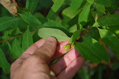Hypericum walteri, photographed by Eric Knight
