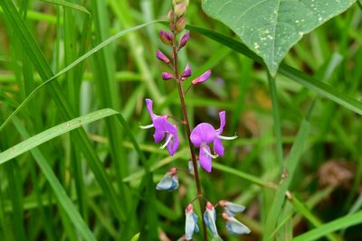 Desmodium pringlei, photographed by Neptalí Ramírez Marcial