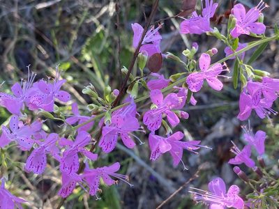Dicerandra linearifolia, photographed by Dwight Kingsbury