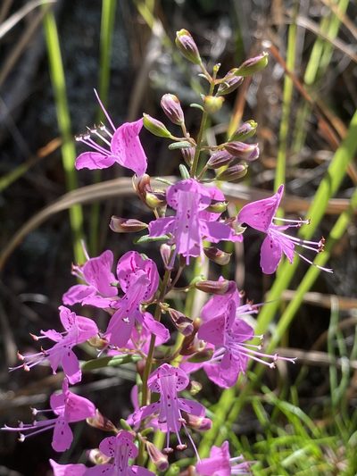 Dicerandra linearifolia, photographed by Dwight Kingsbury