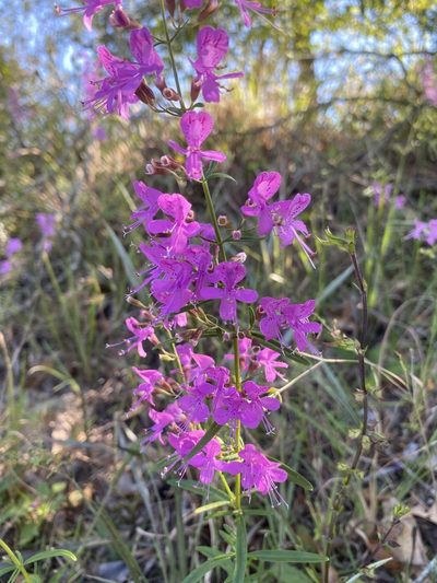 Dicerandra linearifolia, photographed by Dwight Kingsbury