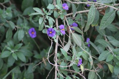 Lycianthes lycioides, photographed by GERMAN LEONEL SARMIENTO CRUZ