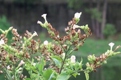 Nicotiana tabacum, photographed by GERMAN LEONEL SARMIENTO CRUZ