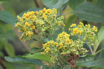 Smallanthus pyramidalis, photographed by GERMAN LEONEL SARMIENTO CRUZ