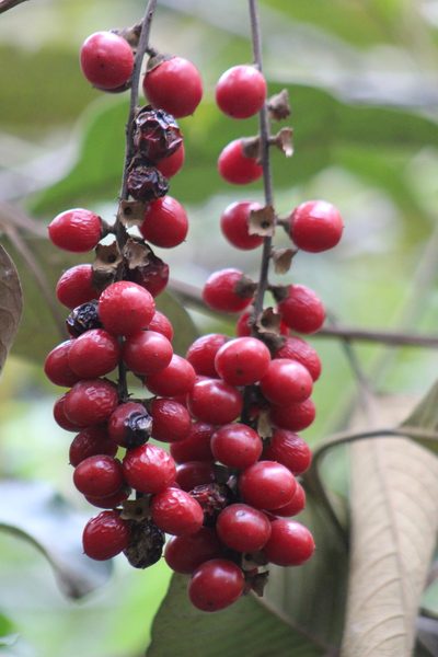 Citharexylum subflavescens, photographed by GERMAN LEONEL SARMIENTO CRUZ
