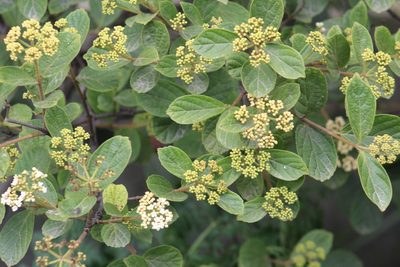 Viburnum triphyllum, photographed by GERMAN LEONEL SARMIENTO CRUZ