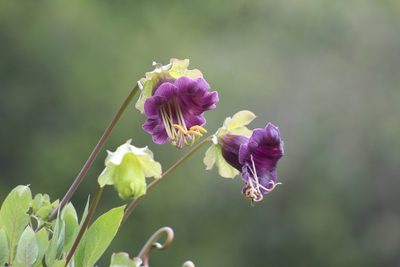 Cobaea scandens, photographed by GERMAN LEONEL SARMIENTO CRUZ
