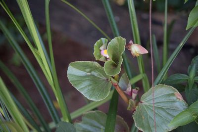 Begonia cucullata, photographed by Fernando Sessegolo