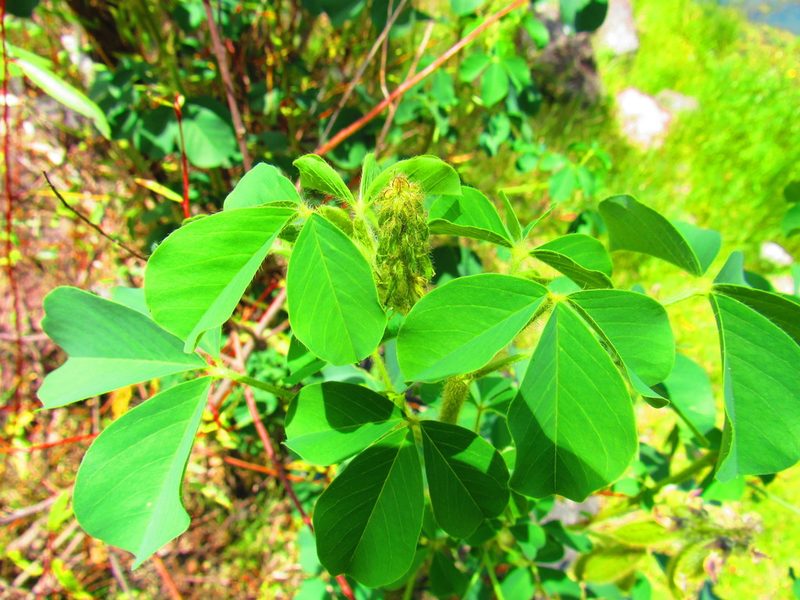 Crotalaria longirostrata, photographed by Oscar Alejandro Morales Juárez
