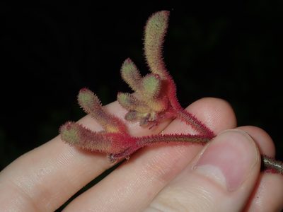 Anigozanthos flavidus, photographed by Thomas Mesaglio
