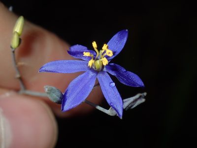 Thelionema caespitosum, photographed by Thomas Mesaglio